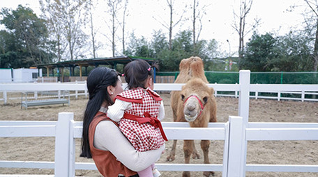 家庭陪伴妈妈抱孩子喂骆驼实拍