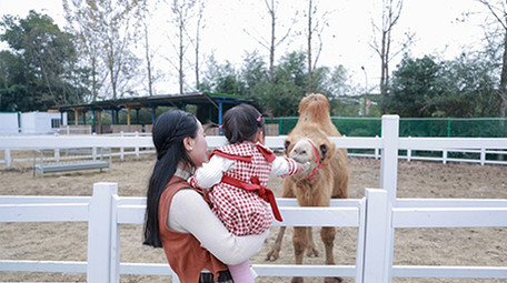 家庭陪伴妈妈抱孩子喂骆驼实拍
