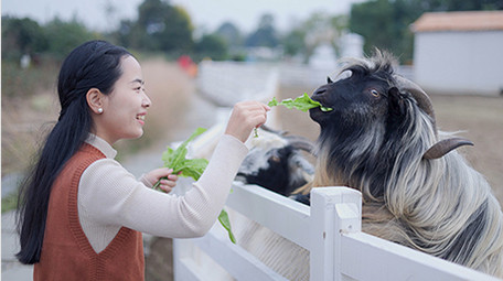 东方人像女孩投喂山羊4k实拍