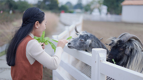 东方人像女孩投喂山羊4k实拍