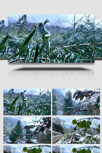 唯美的冬季雪天里的绿叶实拍4K图片
