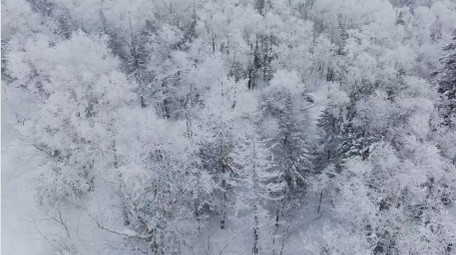 自然唯美雾凇森林下雪风景航拍