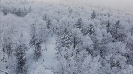 自然唯美雾凇森林下雪风景航拍