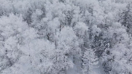自然唯美雾凇森林下雪风景航拍