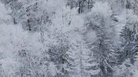 自然唯美雾凇森林下雪风景航拍