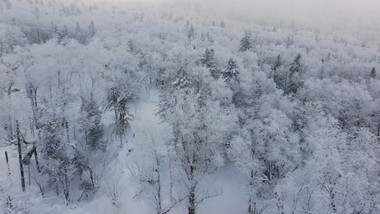 自然唯美雾凇森林下雪风景航拍