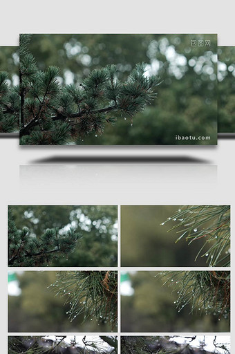 清新春天雨中绿色自然空镜头实拍图片