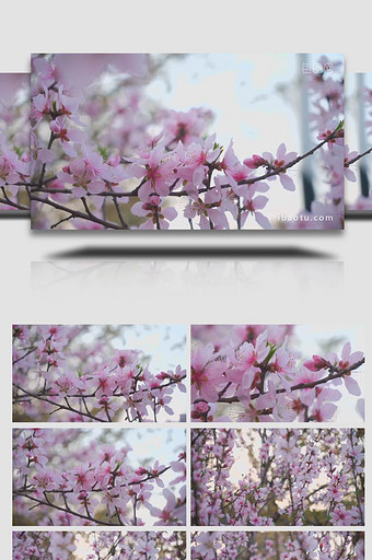 春天桃花盛开唯美空镜实拍图片