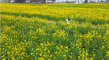 东方人像美女在菜花田中奔跑实拍