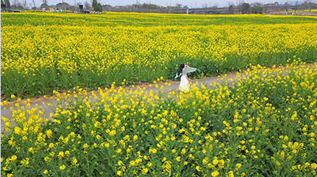 东方人像美女在菜花田中奔跑实拍