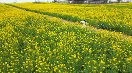 东方人像美女在菜花田中奔跑实拍