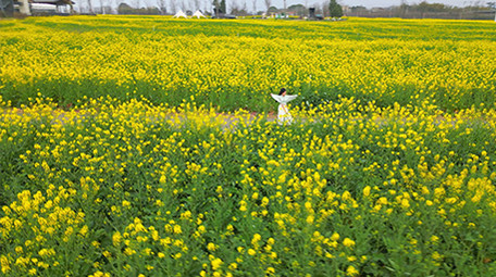东方人像美女在菜花田中奔跑实拍