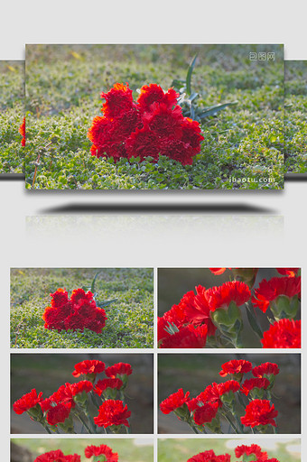 母亲节鲜花红色康乃馨4K实拍图片