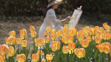 唯美春天女孩郁金香花海写生实拍