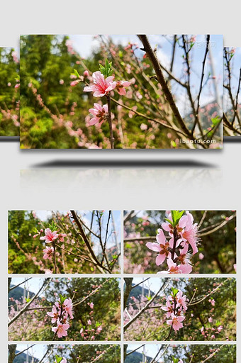 春天鲜花盛开的桃花图片