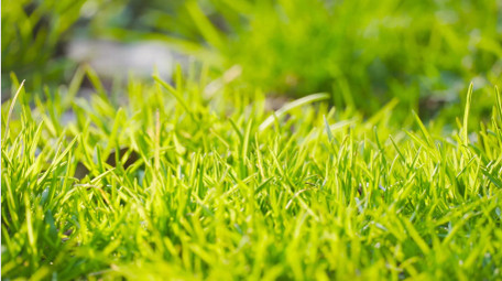 春天生机植物阳光青草4K实拍