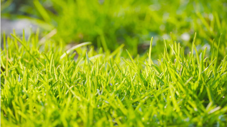 春天生机植物阳光青草4K实拍