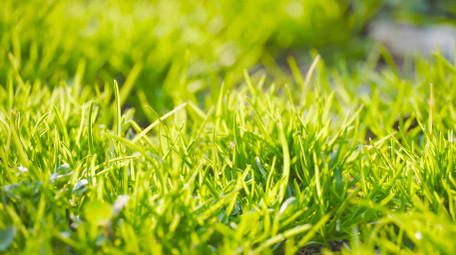 春天生机植物阳光青草4K实拍