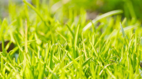 春天生机植物阳光青草4K实拍