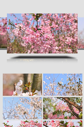 樱花桃花自然风光实拍视频图片