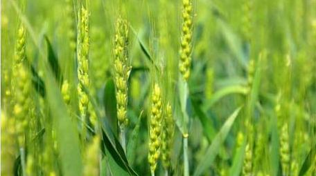 初夏麦田风光空镜实拍