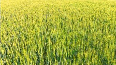 初夏麦田风光空镜实拍