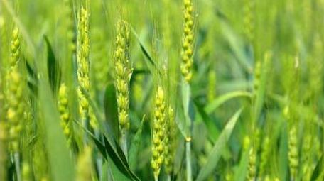 初夏麦田风光空镜实拍