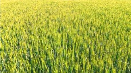 初夏麦田风光空镜实拍