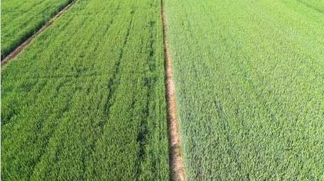 唯美初夏麦田空镜航拍