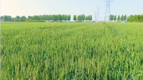 唯美初夏麦田空镜航拍