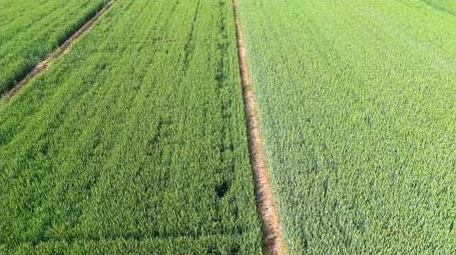 唯美初夏麦田空镜航拍