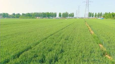 唯美初夏麦田空镜航拍