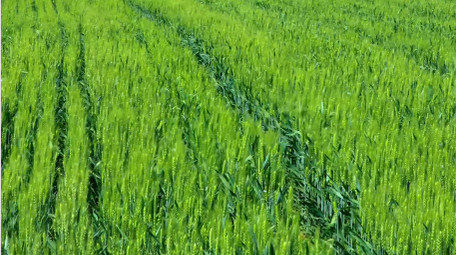 初夏麦田风吹麦浪空镜实拍