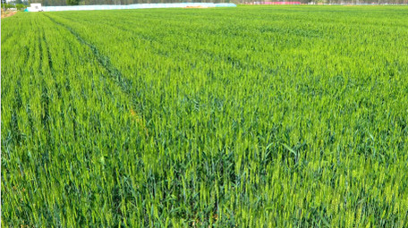 初夏麦田风吹麦浪空镜实拍
