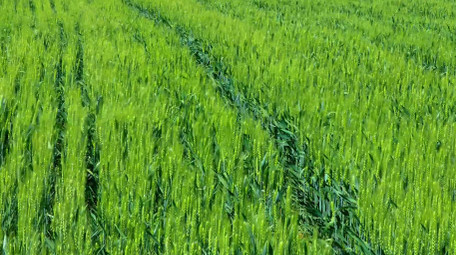 初夏麦田风吹麦浪空镜实拍