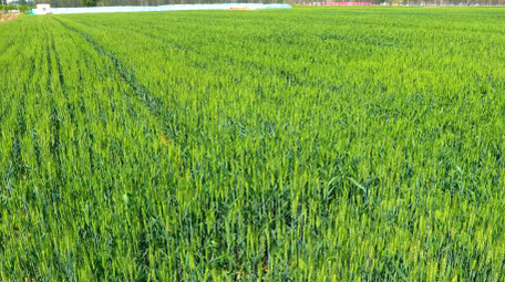 初夏麦田风吹麦浪空镜实拍