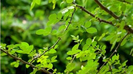 初夏植物下雨雨滴拍打植物实拍