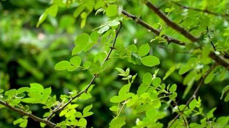 初夏植物下雨雨滴拍打植物实拍