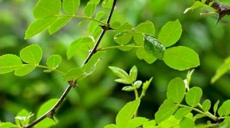初夏植物下雨雨滴拍打植物实拍