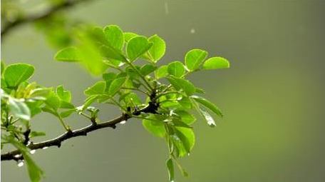 初夏雨水雨滴滴落植物实拍视频