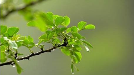 初夏雨水雨滴滴落植物实拍视频
