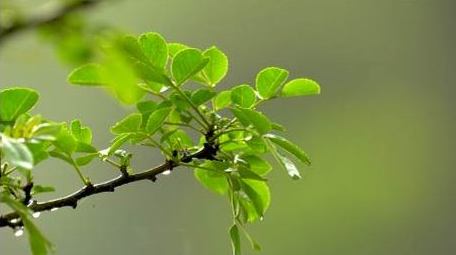 初夏雨水雨滴滴落植物实拍视频