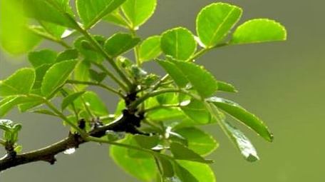 初夏雨水雨滴滴落植物实拍视频