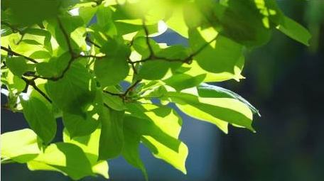 初夏阳光穿过树叶空镜实拍