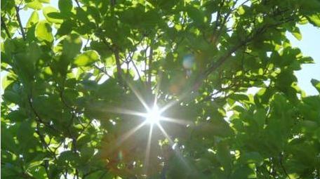 初夏阳光穿过树叶空镜实拍