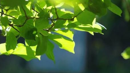 初夏阳光穿过树叶空镜实拍