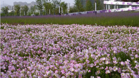 初夏摘枇杷花海打卡蜀葵盛开实拍