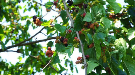初夏摘枇杷花海打卡蜀葵盛开实拍