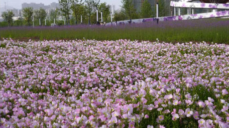 初夏摘枇杷花海打卡蜀葵盛开实拍