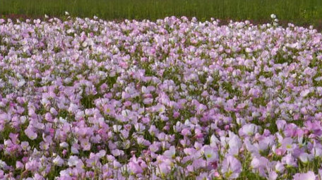 初夏摘枇杷花海打卡蜀葵盛开实拍
